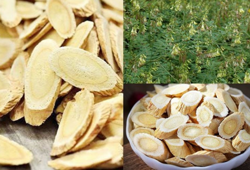 Hoàng Kỳ - vị thuốc tăng cường miễn dịch tốt nhất hiện nay